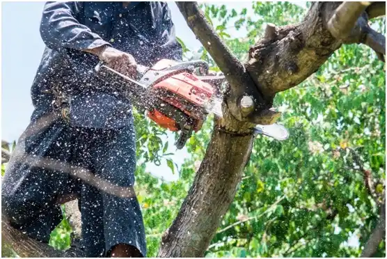 tree services North Philipsburg